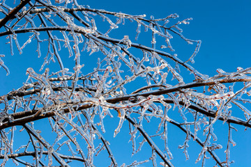 Ice covered tree branches after ice rain in a city park against a blue sky