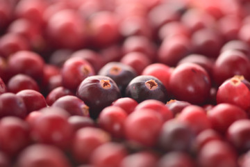 Two maroon cranberries (Oxycoccus) are on the blurred berry background.