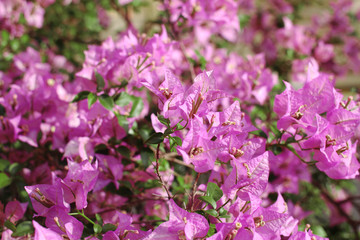 Bright pink-purple flowers. Close-up. Natural background.