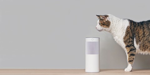 Cute tabby cat looking curious to a voice controlled smart speaker. Panoramic image with copy space.
