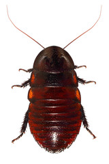 Madagascar hissing cockroach, also known as the hissing cockroach or simply hisser, Gromphadorhina portentosa (Neoptera: Blattodea). Macro. Isolated on a white background