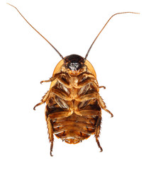 Madagascar hissing cockroach, also known as the hissing cockroach or simply hisser, Gromphadorhina portentosa (Neoptera: Blattodea). Nymph. Ventral view. Macro. Isolated on a white background