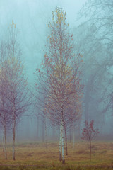 Autumn birch trees with yellow leaves and bare branches, foggy forest background