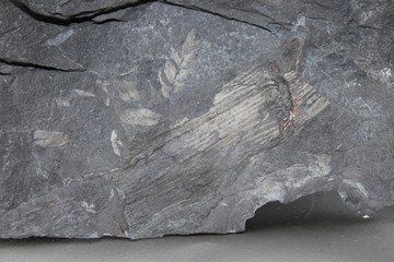 Imprints of ancient plants on the stone