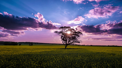 Sunset over canola fields in York, Western Australia