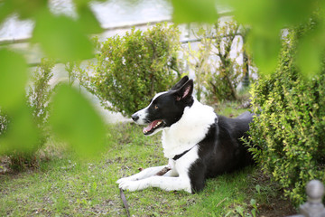 Cheerful dog on the grass. Karelian bears dog, happy dog, dog joy.