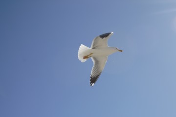 vuelo gaviota