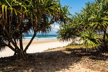 Beachside Pandanus