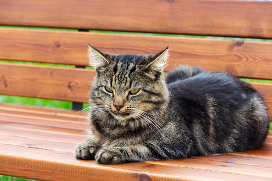 Grey thoroughbred cat is not sitting on the bench. Portrait of a cat closeup