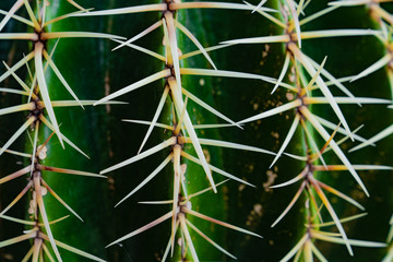 Green cactus with spikes macro view