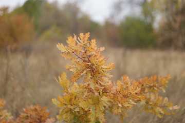 autumn leaves on tree
