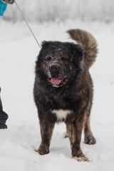 Playful young caucasian shepherd dog having fun on snow-covered field in frosty winter day.