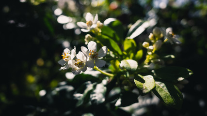 white flowers of a tree