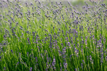 Lavandula angustifolia bunch of flowers in bloom, purple scented flowering plant
