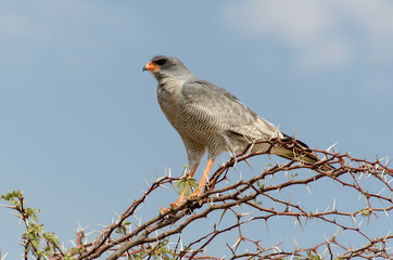 Autour chanteur,.Melierax canorus, Pale Chanting Goshawk