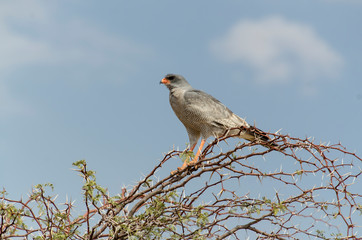 Autour chanteur,.Melierax canorus, Pale Chanting Goshawk