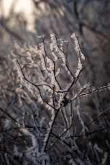 Ukrainian winter frosted branch tree  nature weather close up macro water 