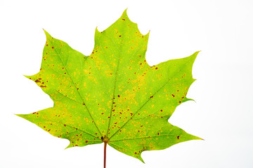 Leaf of maple tree isolated on white