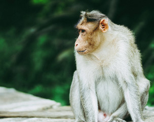 Monkey sitting in the forest 
