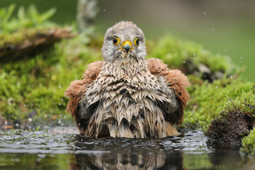 Faucon crécerelle au bain