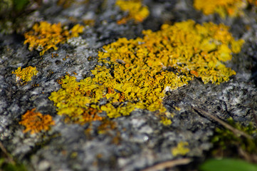 yellow braids and green moos on a granite rock