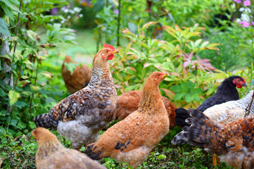 Hens in field organic farm. Free range chickens on a lawn
