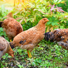 Hens in field organic farm. Free range chickens on a lawn