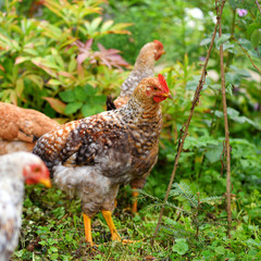 Hens in field organic farm. Free range chickens on a lawn