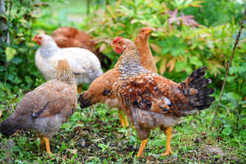 Naklejka na ściany i meble Hens in field organic farm. Free range chickens on a lawn