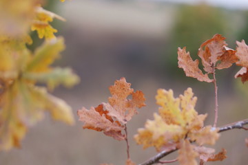 autumn leaves on tree