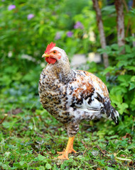 Hen in field organic farm. Free range chicken on a farm yard.