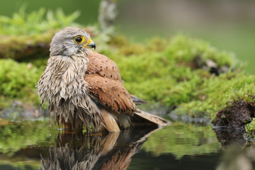 Faucon crécerelle au bain