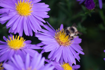 Fototapeta premium little bumblebee on a purple flower