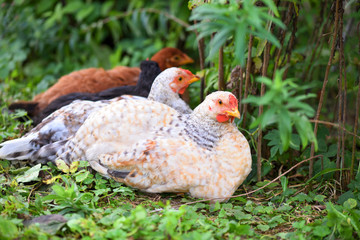 Hens sitting on the green grass. Free range chicken on a farm yard.