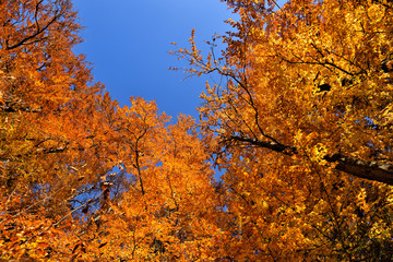 Autumn beech leaves over blue sky background