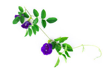 Butterfly pea flower with green branch on white background, herb and medical concept