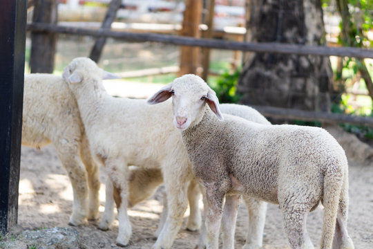 Closeup cute little lamb looking something in farm