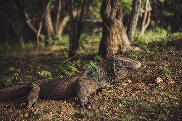 Komodo dragon close-up, scientific name: Varanus komodoensis. Natural habitat. Indonesia, Rinca Island