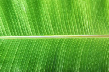  Green banana leaf