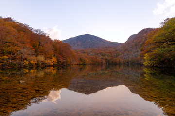 青森県八甲田地方赤沼の森の紅葉の様子