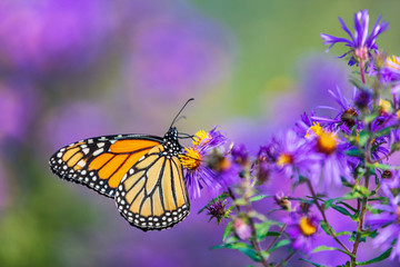 Fototapeta na wymiar Monarch butterfly feeding on purple aster flower in summer floral background. Monarch butterflies in autumn blooming asters.