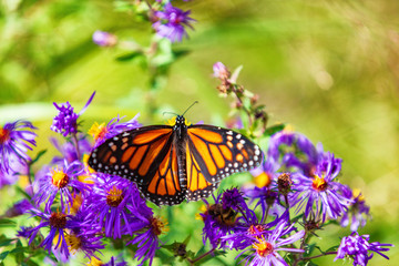 Monarch butterfly on purple asters flowers in Autumn nature garden background. Butterflies flying...