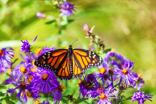 Monarch butterfly on purple asters flowers in Autumn nature garden background. Butterflies flying outdoor.
