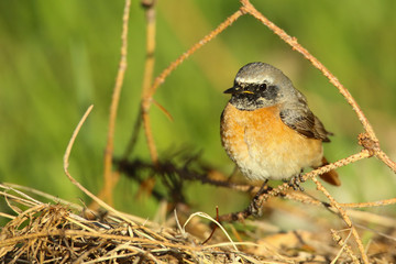 rouge queue à front blanc.