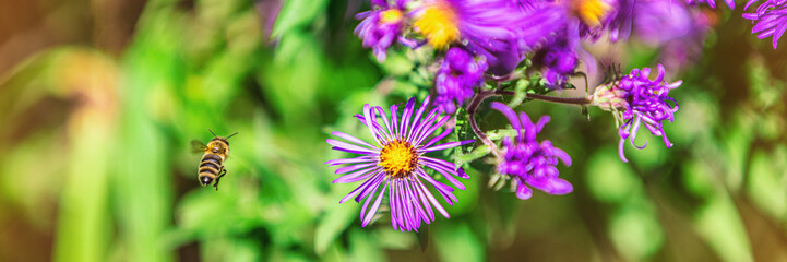 Bee flying to purple aster flower to pollinate in autumn fall garden nature background. Bees, flowers copy space panoramic banner. - Powered by Adobe