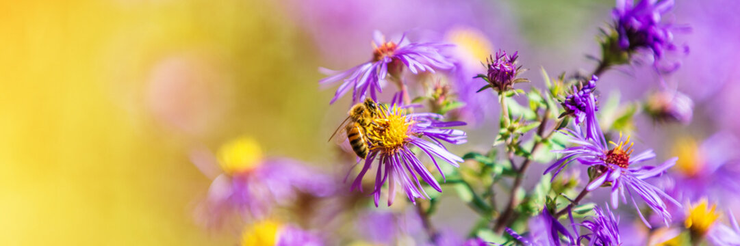 Honey bee pollinating purple aster flower in autumn fall garden nature background. Bees, flowers copy space panoramic banner.