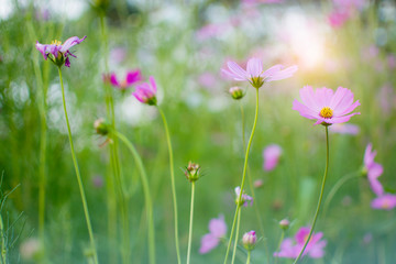 Selective focus of purple cosmos flowers in sunset with bokeh
