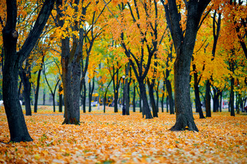 autumn city park, yellow maple leaves, trees, beautiful nature as background