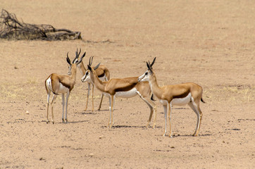 Springbok, Antidorcas marsupialis, Afrique du Sud