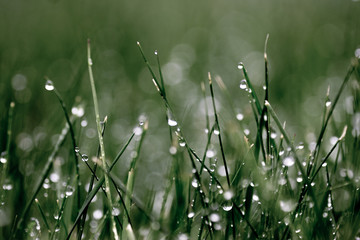 wet green grass with bokeh